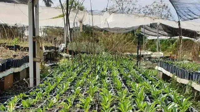 משתלת השושן הצחור בכרם מהר”ל משתלת השושן הצחור בכרם מהר”ל