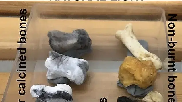 עמוק במערת וונדרוורק, אתר הידוע בתגליות פרהיסטוריות מדהימות, חשפו חוקרים עצמות יונקים שרופות המתוארכות לעד 1.79 מיליון שנה. עמוק במערת וונדרוורק, אתר הידוע בתגליות פרהיסטוריות מדהימות, חשפו חוקרים עצמות יונקים שרופות המתוארכות לעד 1.79 מיליון שנה.