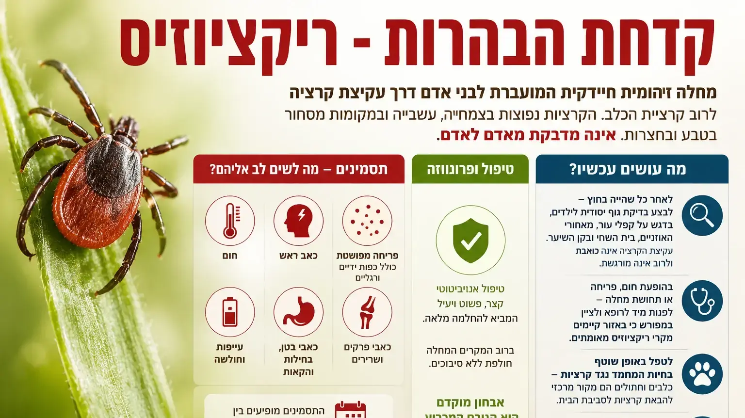 קדחת הבהרות קדחת הבהרות