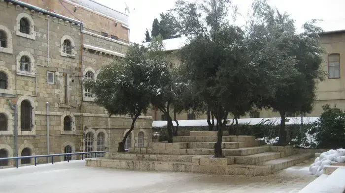 בשכונת מוסררה בירושלים ועצי הזית כוסו לבן  