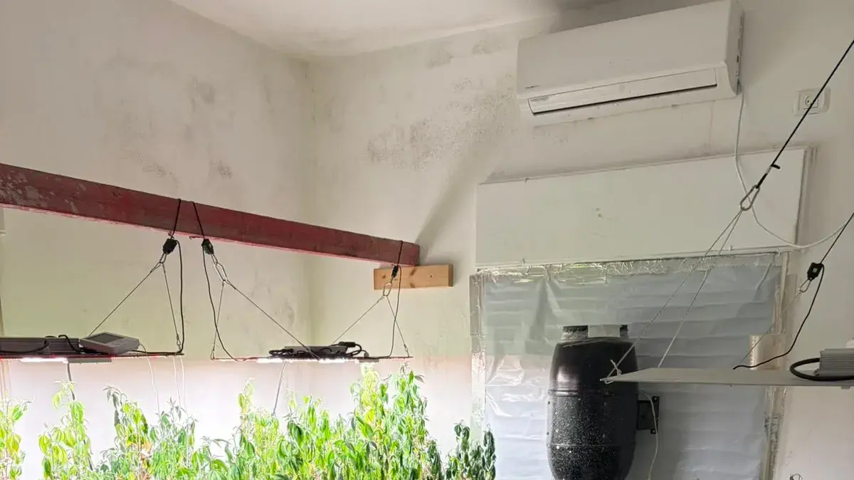 מעבדת סמים נחשפה במרכז הכרמל: כ-7 ק"ג קנאביס נתפסו בדירה