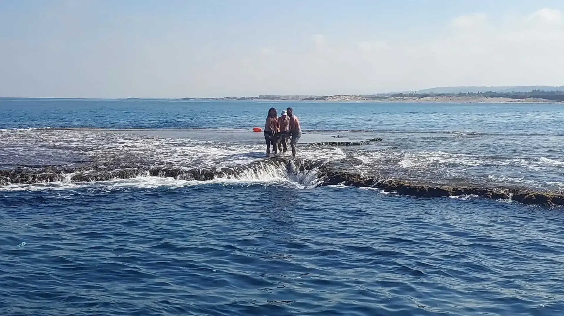 מבצע חילוץ ימי: צב ים שנלכד בחוטי דיג ניצל מבצע חילוץ ימי: צב ים שנלכד בחוטי דיג ניצל