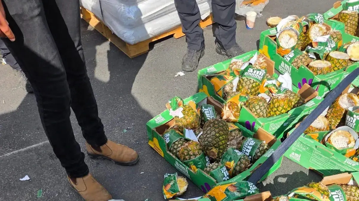 סוכל ניסיון הברחה לרצועת עזה של אלפי סיגריות שהוסלקו בתוך מאות אננסים סוכל ניסיון הברחה לרצועת עזה של אלפי סיגריות שהוסלקו בתוך מאות אננסים