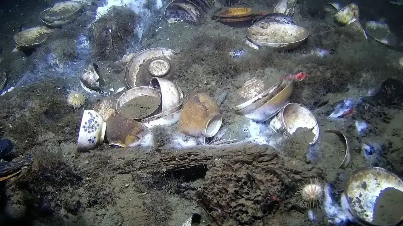 פורצלן סיני על קרקעית הים של מצר סקאגרק, נורבגיה