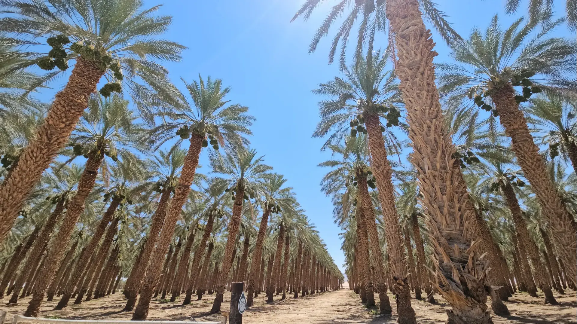 מטע תמרים קיבוץ לוטן מטע תמרים קיבוץ לוטן