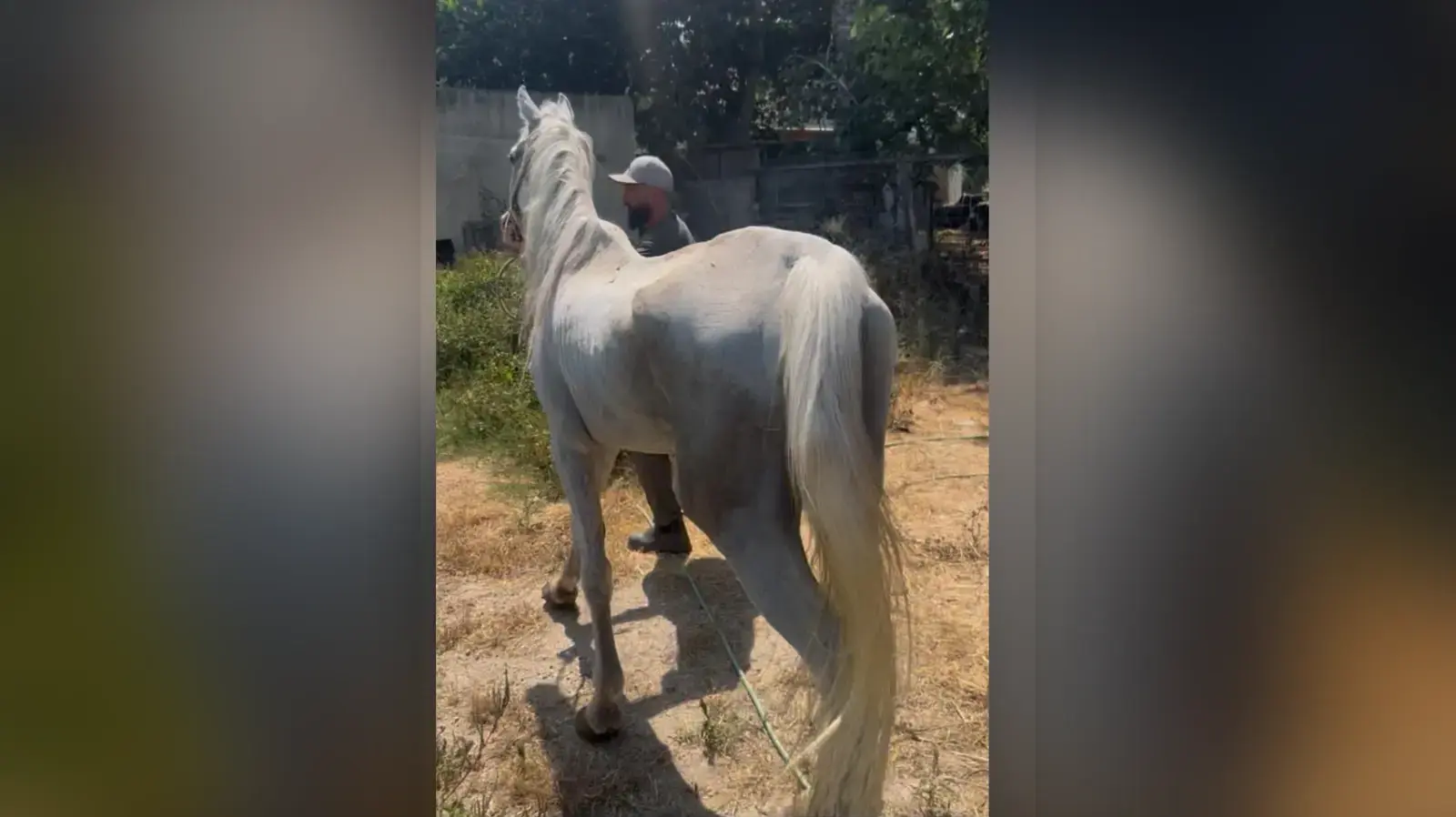 סוסים במצב רזון קיצוני