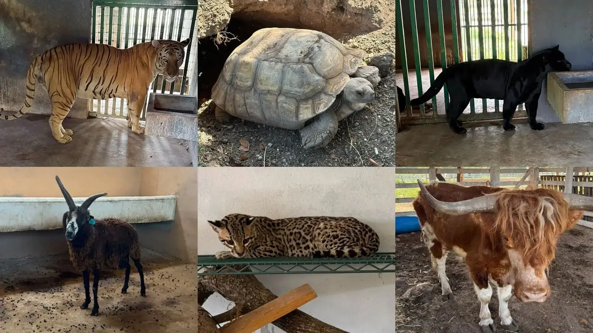חלק מהחיות שנמצאו בחווה של הקרטל חלק מהחיות שנמצאו בחווה של הקרטל