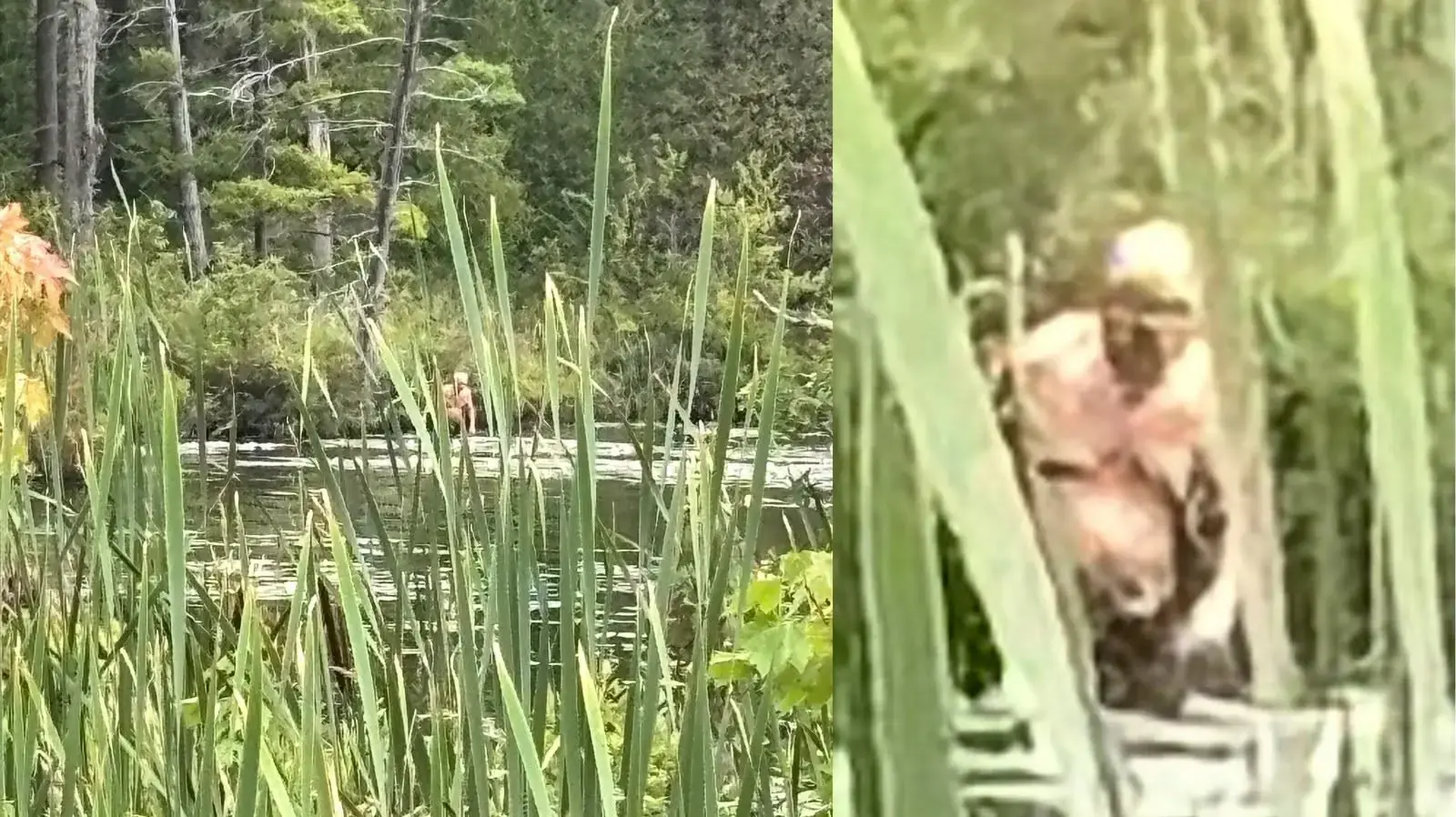 תיעוד של יצור מסתורי שנראה כמו ביגפוט