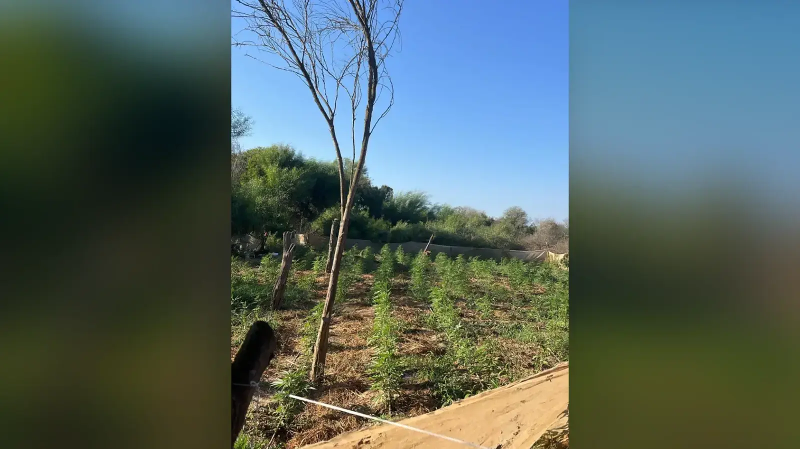 חוות קנאביס נחשפה, חוות שיקמים, אזור שדרות