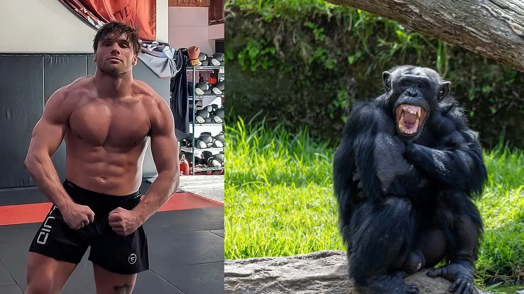 לוחם ה-MMA קול ג'ונסון עומד לקיים קרב מול שימפנזה לוחם ה-MMA קול ג'ונסון עומד לקיים קרב מול שימפנזה