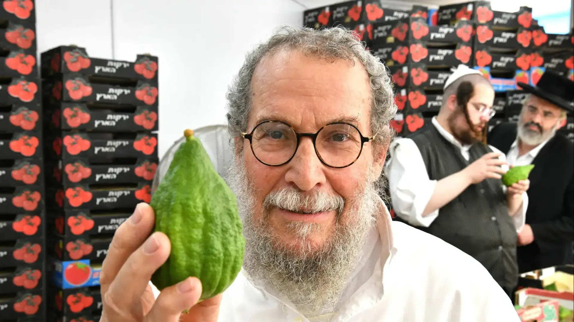 אתרוגים, משק נחום לוריא, כפר חבד, 15 בספטמבר 2026