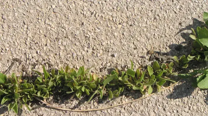 הביאנלה טבע בעיר