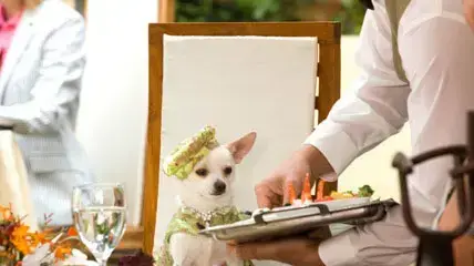 beverly hills chihuahua beverly hills chihuahua