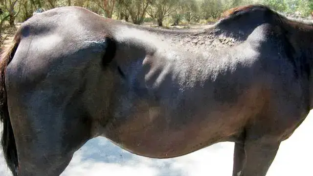 סוס שעבר התעללות