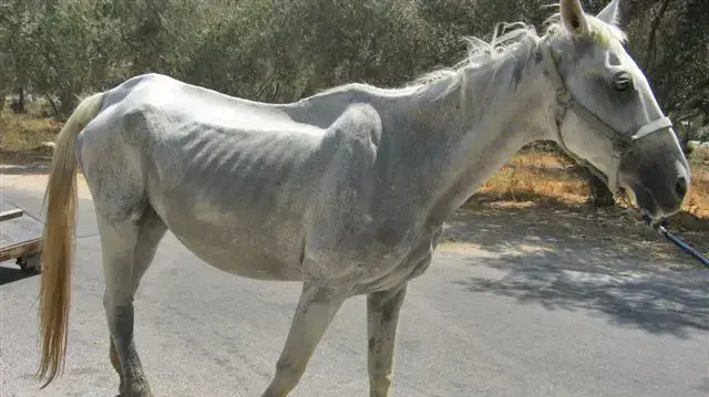 סוס שעבר התעללות