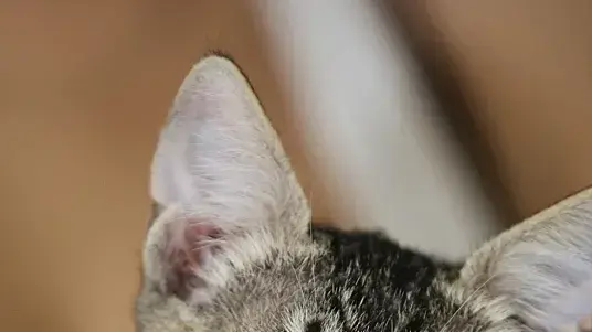 חתול לאימוץ מהכלבייה העירונית תל אביב חתול לאימוץ מהכלבייה העירונית תל אביב