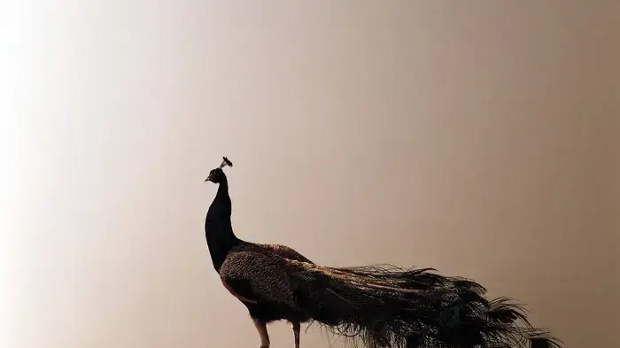 ART TLV, בית מאני, גדעון גכטמן   