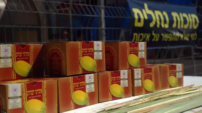 סוכות 
