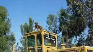 סרטון גולשים -  צ'יקה 