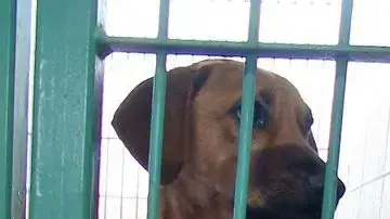 Sos חיות אשקלון Sos חיות אשקלון