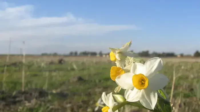 פריחת נרקיסים בגולן