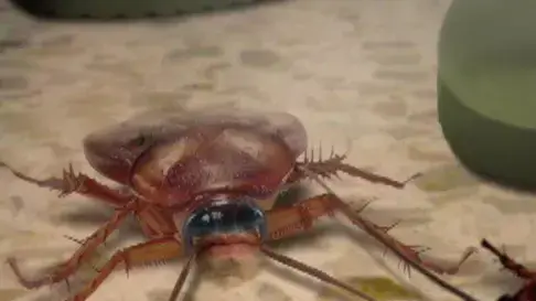 סרטון תעמולה של מפלגת הירוקים