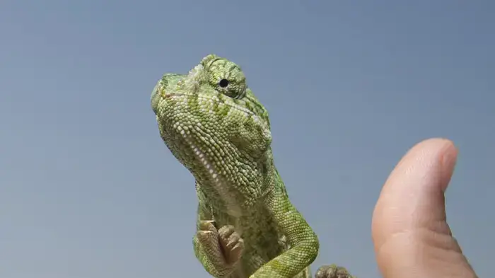 אילוסטרציה אילוסטרציה