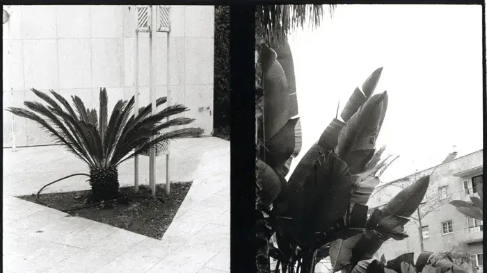דוד פרלוב  צילומי תל אביב