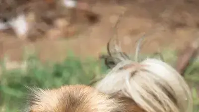 אילוסטרציה אילוסטרציה
