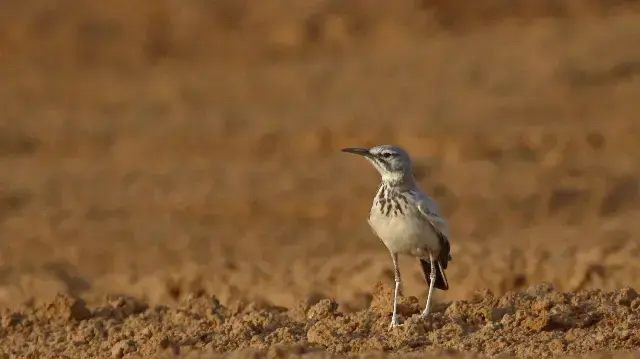 אלימון (צילום: שחר אלתרמן)