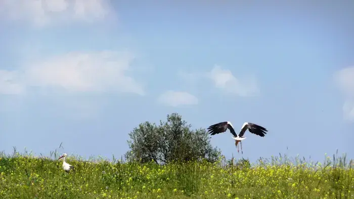 נדידת חסידות , ישראל