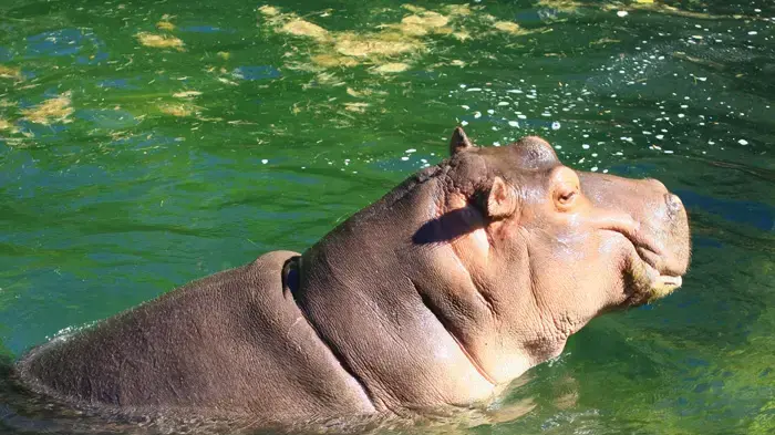 אילוסטרציה