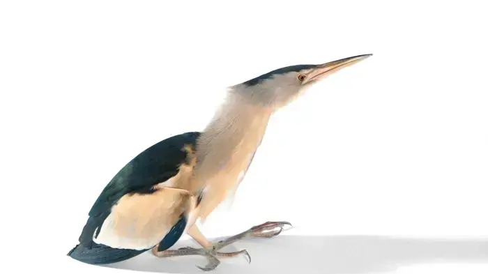 אנפה גמדית פצועה אנפה גמדית פצועה