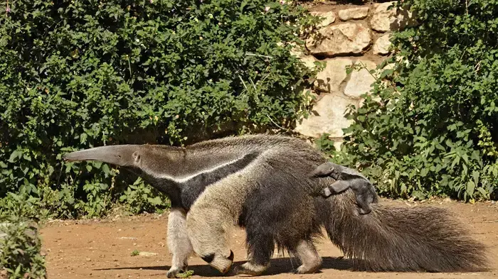 גור דב נמלים נולד בספארי ברמת גן