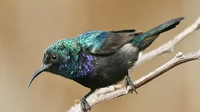 צופית צופית
