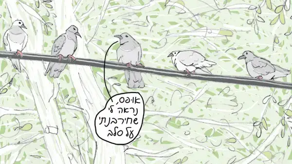 שיט אילנה זפרן