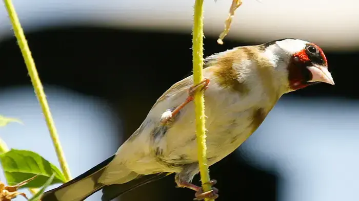 חוחית חוחית