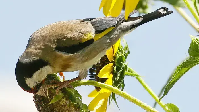 חוחית חוחית