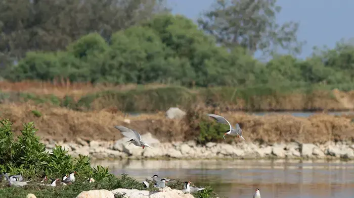 שחפיות באי פורד שחפיות באי פורד