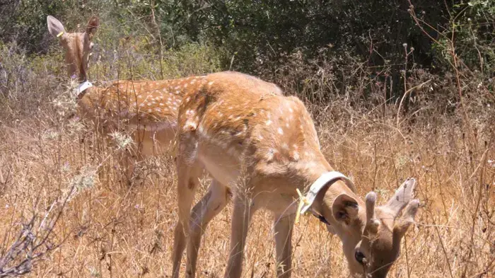 שחרור יחמורים לטבע