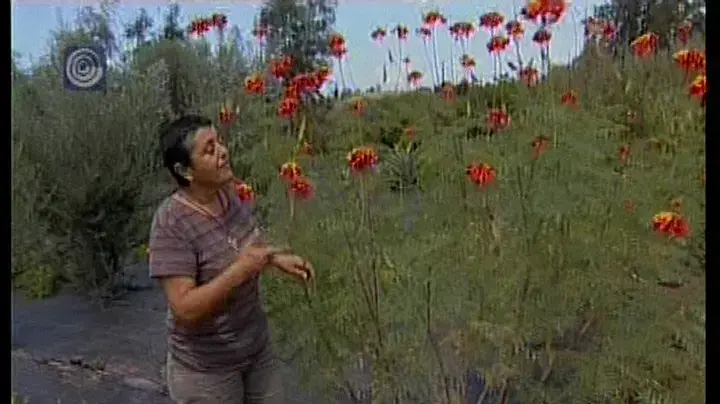 הקמת גינה חסכונית במים