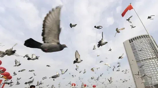 יונים משוחררות כחלק מחגיגות ה-60 לעצמאות סין
