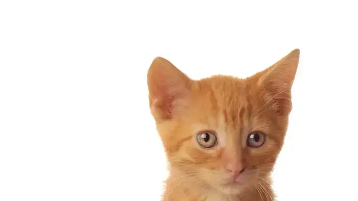 אילוסטרציה אילוסטרציה