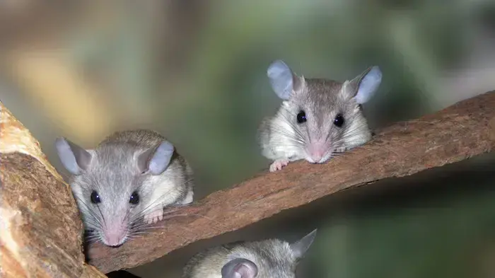 אילוסטרציה אילוסטרציה