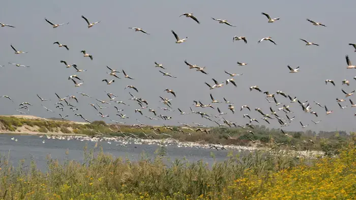 האכלת שקנאים בחוף הכרמל האכלת שקנאים בחוף הכרמל