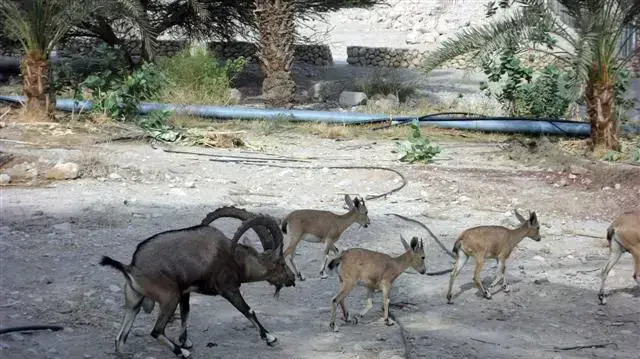 יעל קטוע רגל בעין גדי יעל קטוע רגל בעין גדי