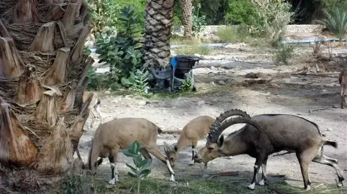 יעל קטוע רגל בעין גדי יעל קטוע רגל בעין גדי