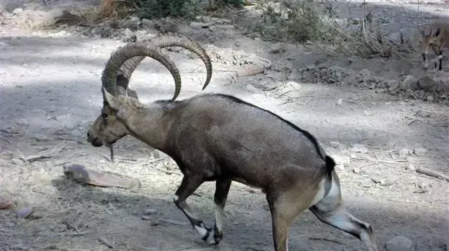 יעל קטוע רגל בעין גדי