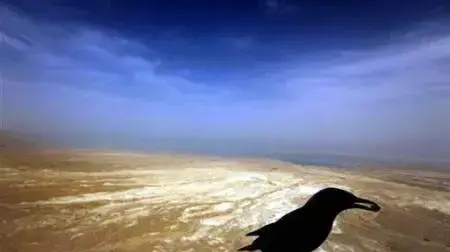 ציפור בפסגת מצדה