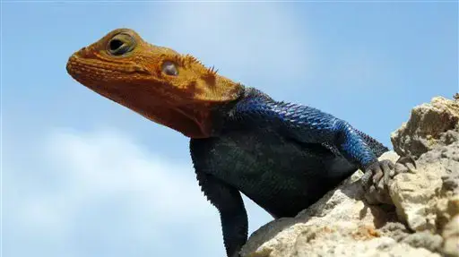 חרדון אדום ראש בקניה